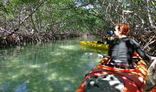 florida-mangroves